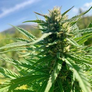 Meet your Posher, Rosie